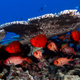 Illustration for article titled These fish are evidence that humans arent the only evil animals